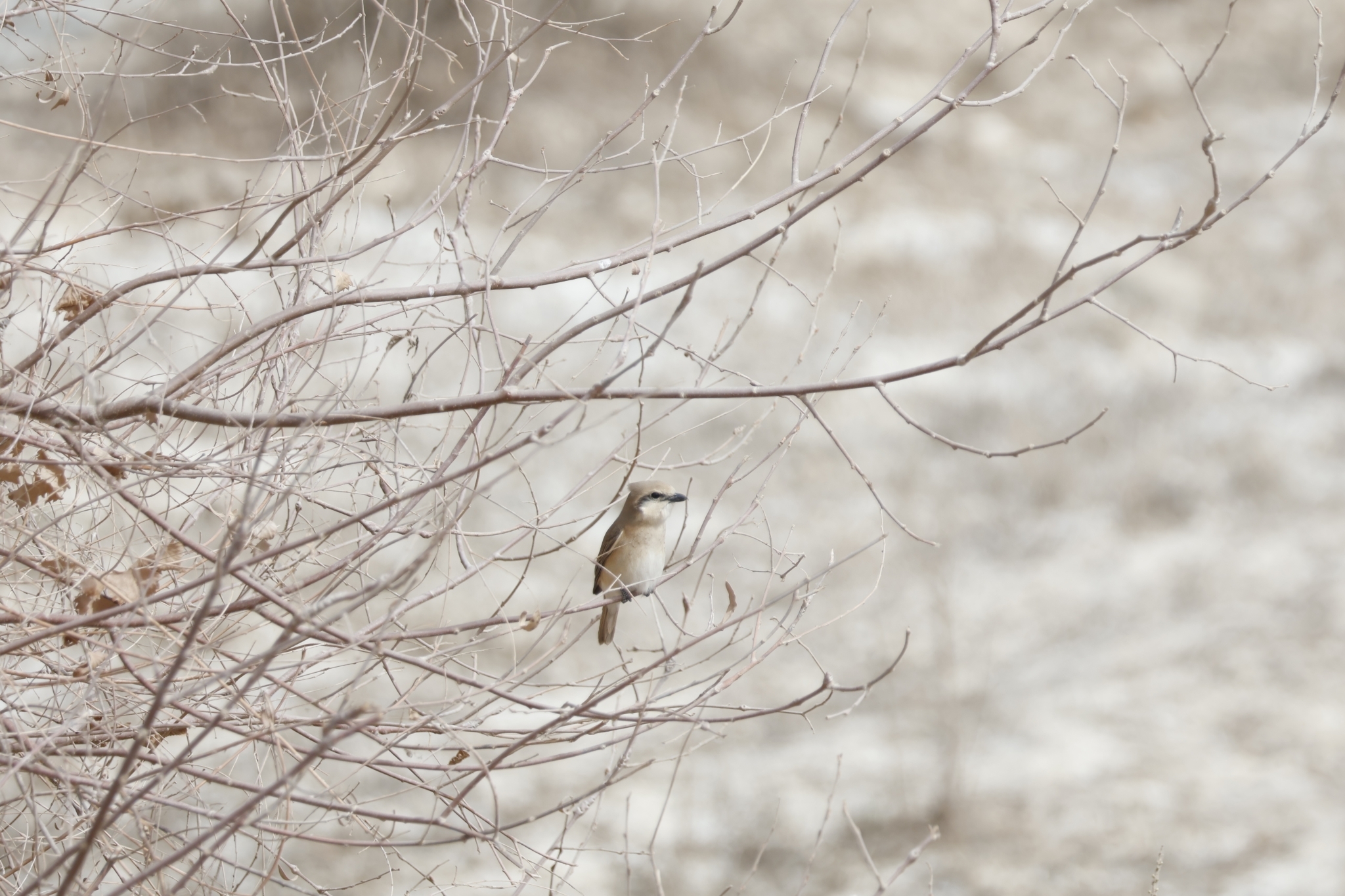 Isabelline Shrike