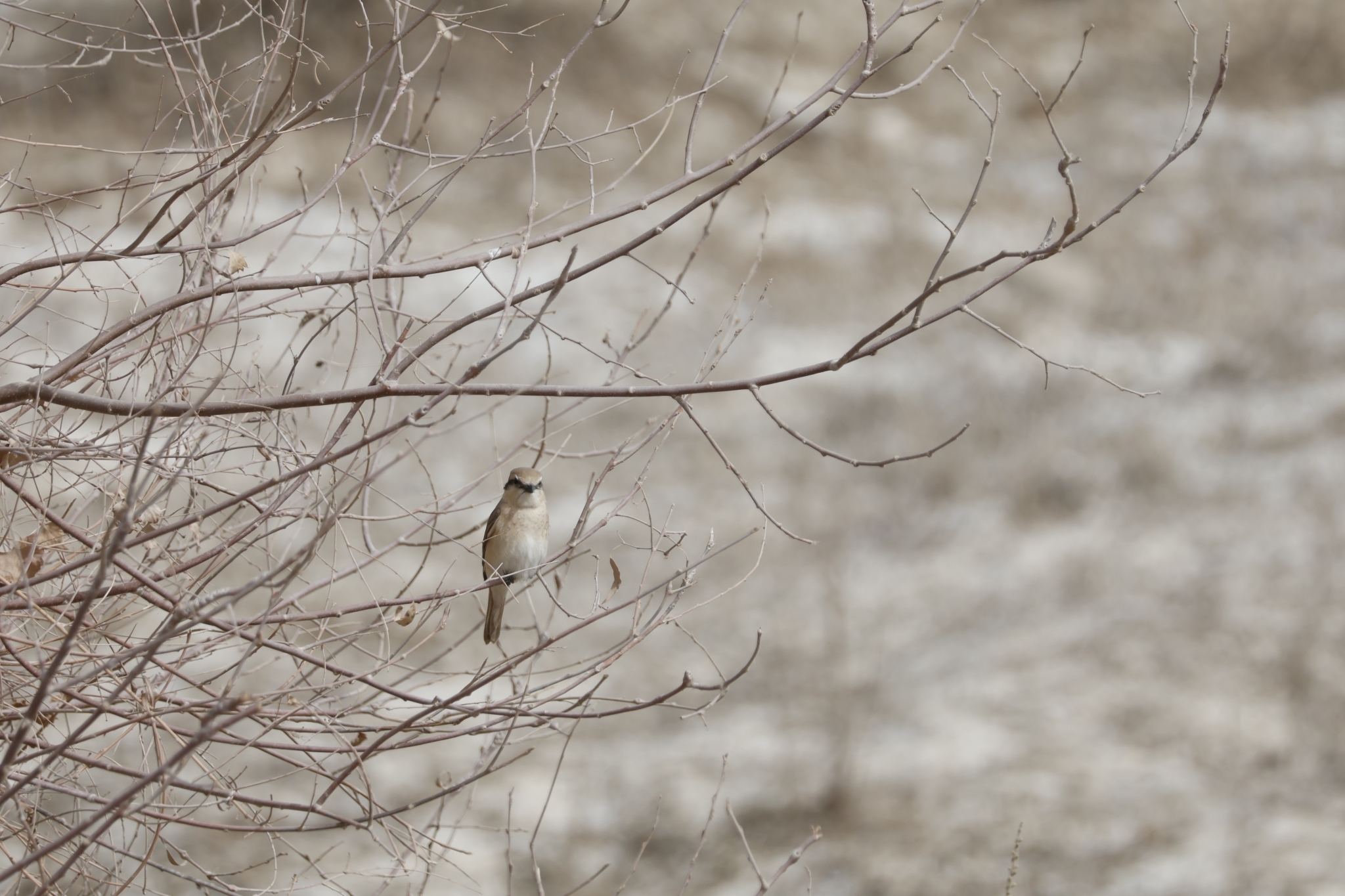 Isabelline Shrike