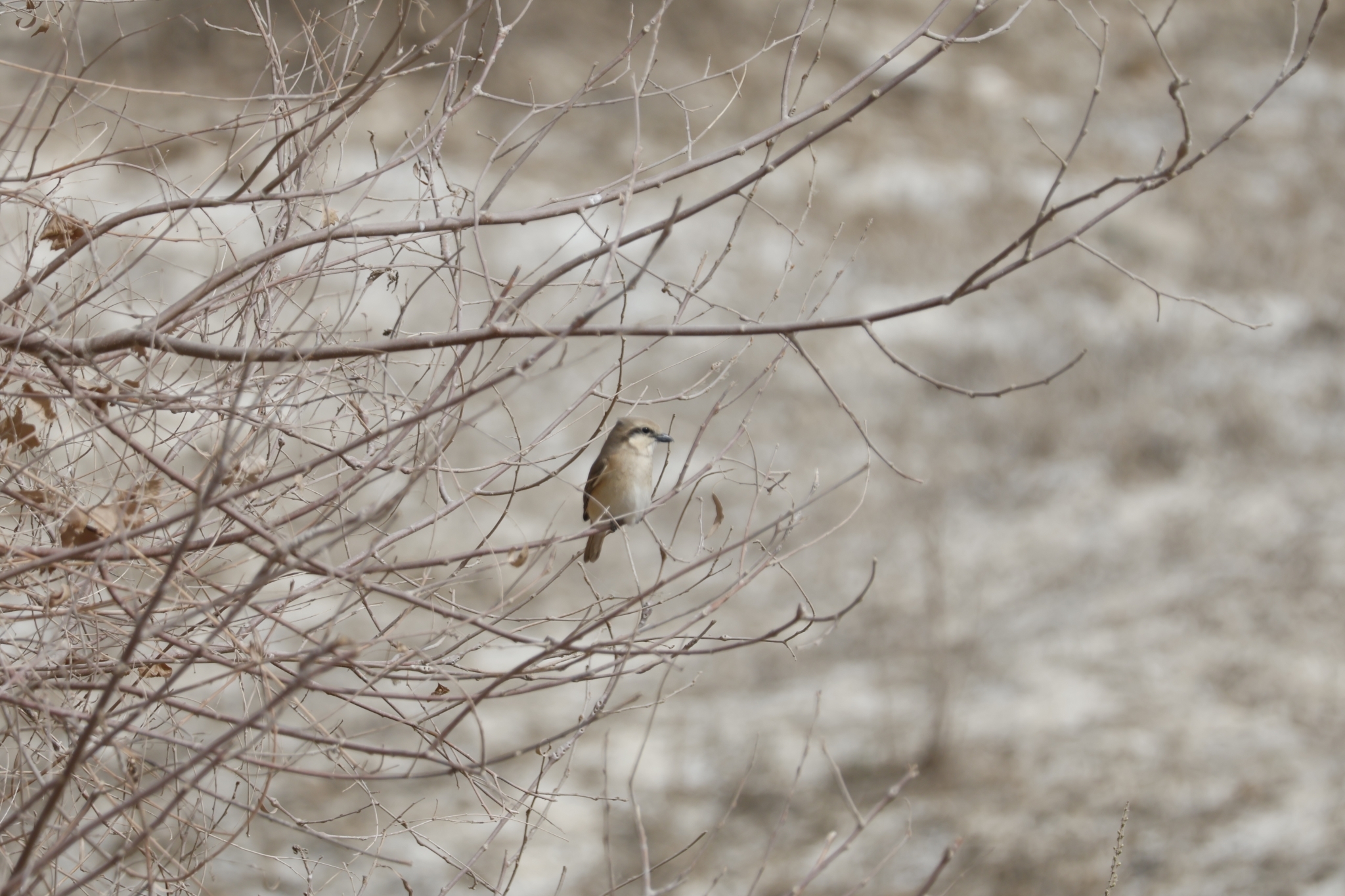 Isabelline Shrike