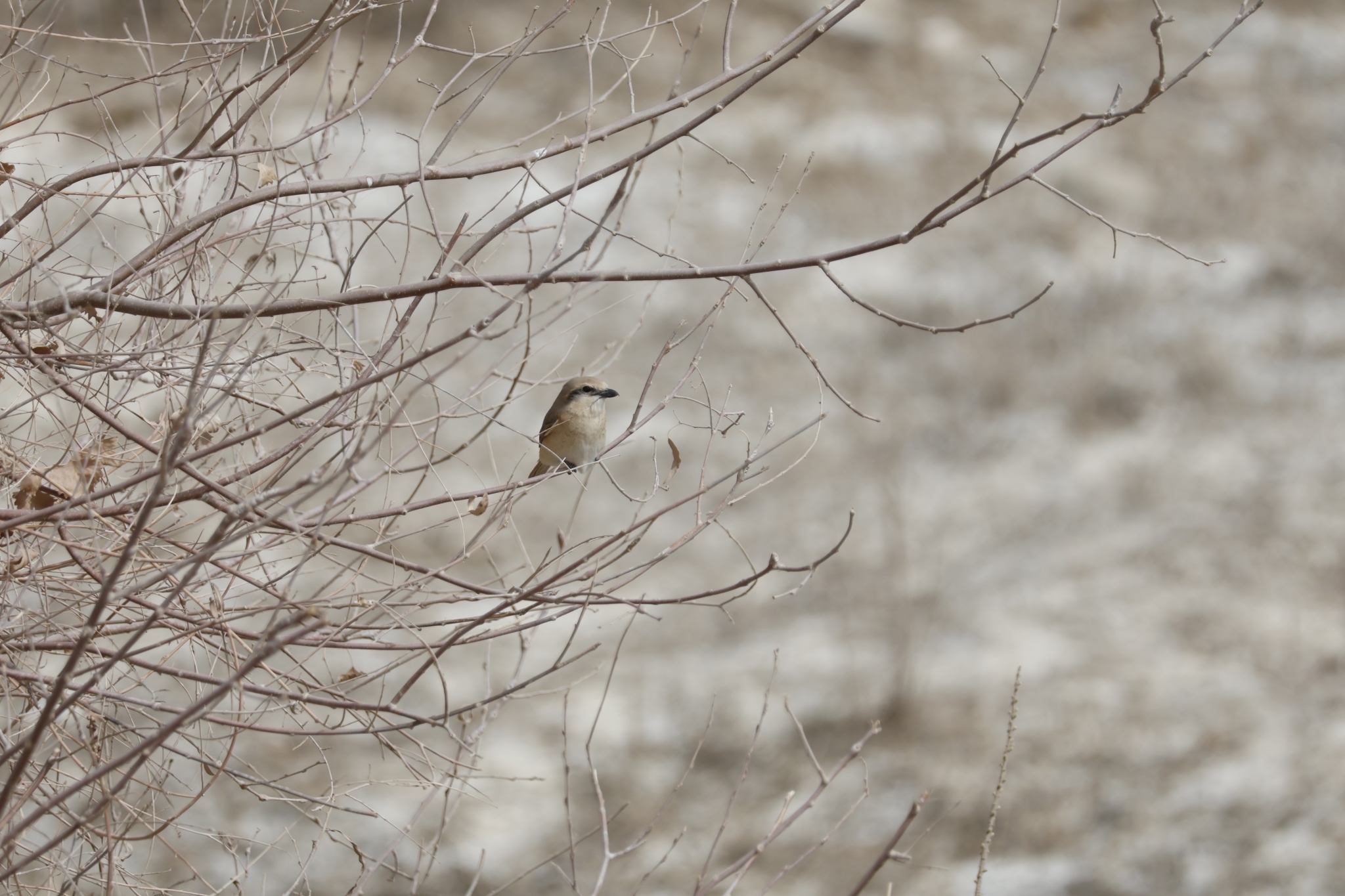 Isabelline Shrike