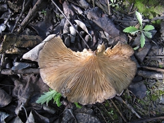 Omphalotus japonicus