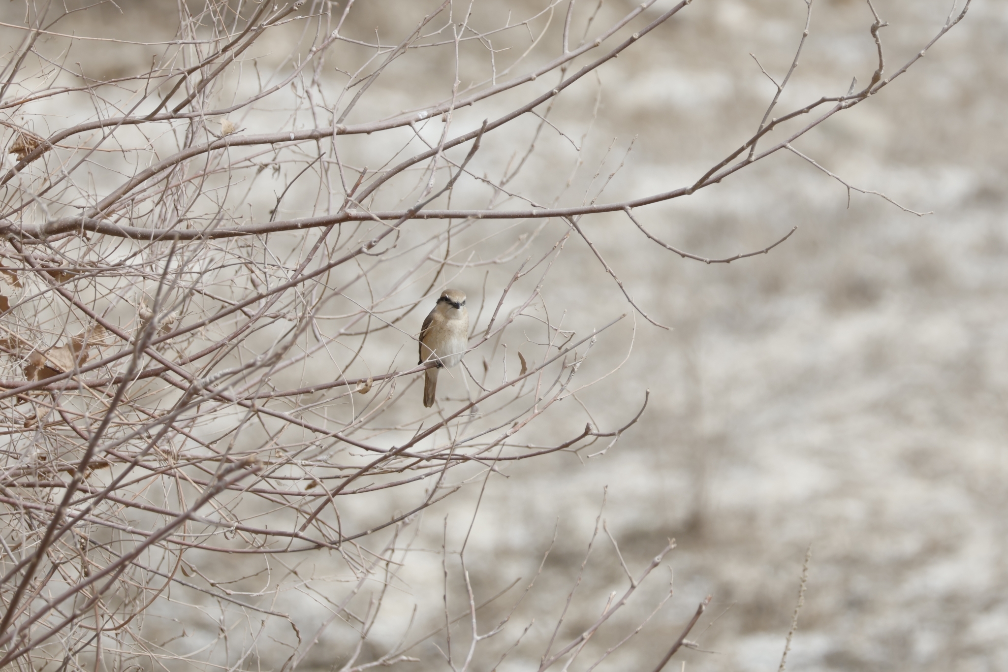 Isabelline Shrike
