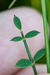 Indigofera ionii