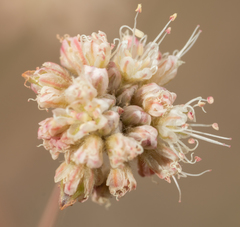 Eriogonum roseum