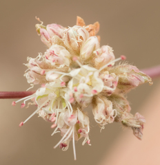 Eriogonum roseum