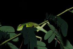 Bronchocela