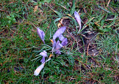 Crocus minimus