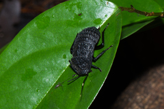 Catara rugosicollis