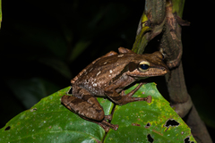 Polypedates macrotis