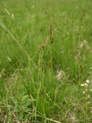 Carex hostiana