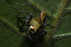 Epeus sumatranus