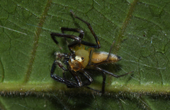 Epeus sumatranus