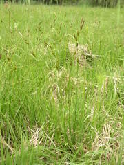 Carex hostiana