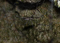 Psechrus