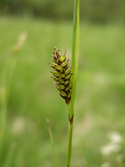 Carex hostiana