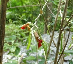Tephrosia tinctoria