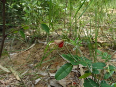 Tephrosia tinctoria