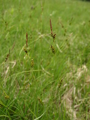 Carex hostiana