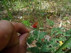 Tephrosia tinctoria