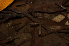 Rasbora sarawakensis