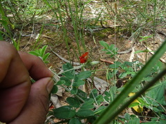 Tephrosia tinctoria