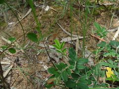 Tephrosia tinctoria