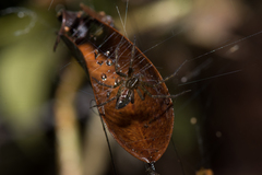 Sphedanus quadrimaculatus
