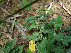 Tephrosia tinctoria