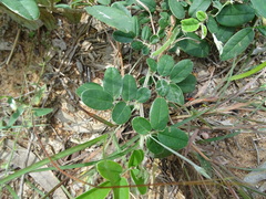 Tephrosia tinctoria