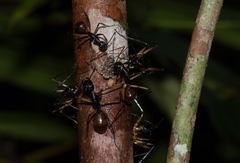 Dinomyrmex gigas borneensis