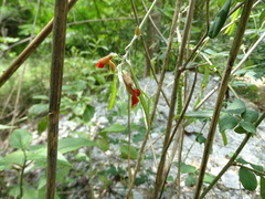 Tephrosia tinctoria