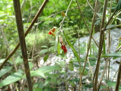 Tephrosia tinctoria