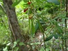Tephrosia tinctoria