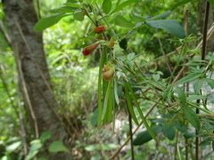Tephrosia tinctoria