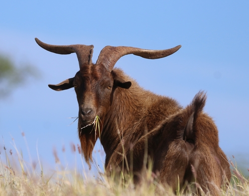 Domestic Goat photographed in Hawaii