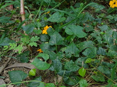 Thunbergia alata