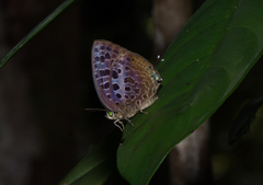 Arhopala achelous
