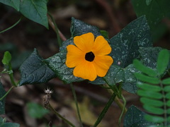 Thunbergia alata