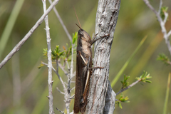 Stenocatantops splendens