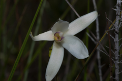 Bromheadia finlaysoniana