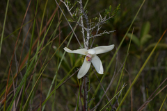 Bromheadia finlaysoniana