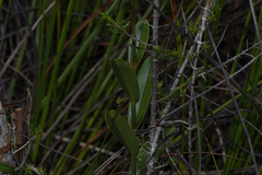 Bromheadia finlaysoniana