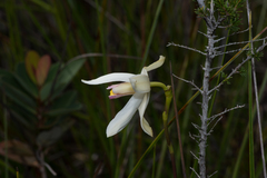 Bromheadia finlaysoniana