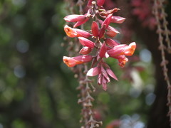 Thunbergia coccinea