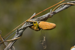 Dischidia major