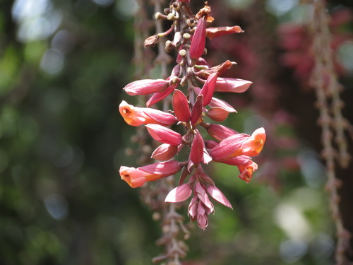 Image of Scarlet clock vine by no rights reserved