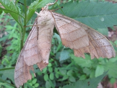 Marumba