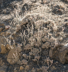 Eriogonum kennedyi
