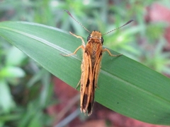Potanthus flavus