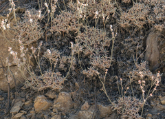 Eriogonum kennedyi
